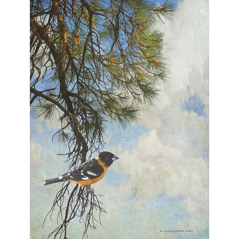 Ponderosa Black-Headed Grosbeak Gold Ornate Wood Framed Art Print with Double Matting by Vest, Chris