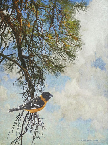 Ponderosa Black-Headed Grosbeak Black Ornate Wood Framed Art Print with Double Matting by Vest, Chris