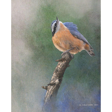 Red Breasted Nuthatch Gold Ornate Wood Framed Art Print with Double Matting by Vest, Chris