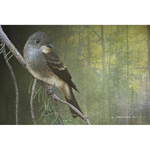 Western Wood Peewee Gold Ornate Wood Framed Art Print with Double Matting by Vest, Chris