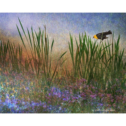 Wetland Yellow-Headed Blackbird Black Modern Wood Framed Art Print with Double Matting by Vest, Chris