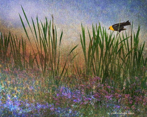 Wetland Yellow-Headed Blackbird White Modern Wood Framed Art Print with Double Matting by Vest, Chris