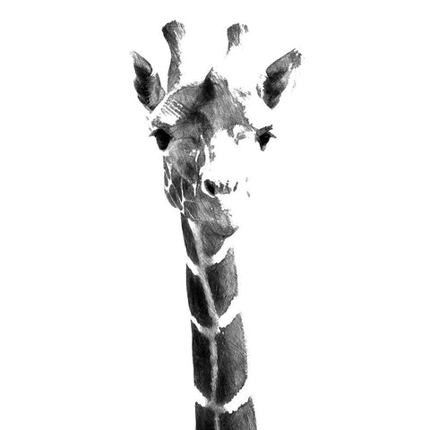 Giraffe study  IV White Modern Wood Framed Art Print by Saunders, Alonzo