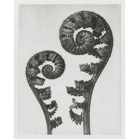 Blossfeldt Fern I Black Modern Wood Framed Art Print by Blossfeldt, Karl