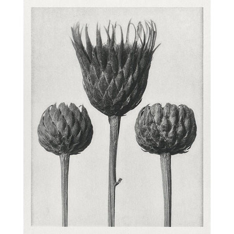 Blossfeldt Trio I Black Modern Wood Framed Art Print with Double Matting by Blossfeldt, Karl
