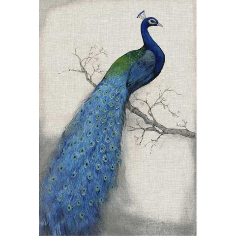 Peacock Blue I White Modern Wood Framed Art Print by OToole, Tim