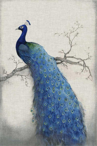 Peacock Blue II White Modern Wood Framed Art Print with Double Matting by OToole, Tim