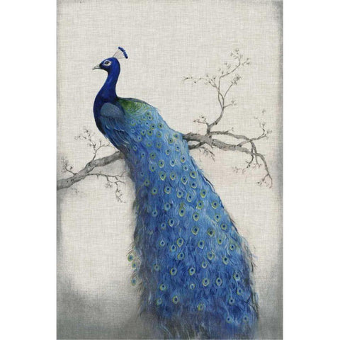 Peacock Blue II Black Modern Wood Framed Art Print by OToole, Tim