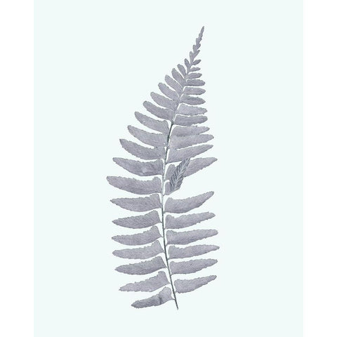 Antique Silver Ferns I White Modern Wood Framed Art Print by Vision Studio