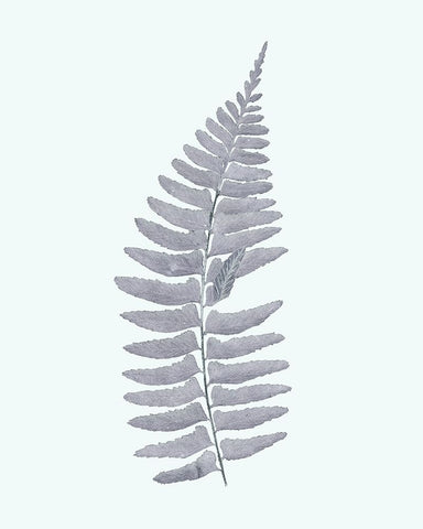 Antique Silver Ferns I White Modern Wood Framed Art Print with Double Matting by Vision Studio