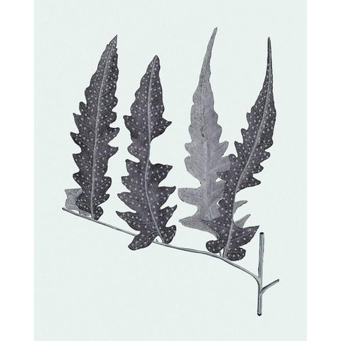 Antique Silver Ferns III Gold Ornate Wood Framed Art Print with Double Matting by Vision Studio