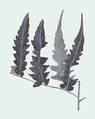 Antique Silver Ferns III White Modern Wood Framed Art Print with Double Matting by Vision Studio
