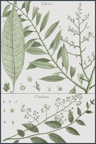 Antique Ferns Revival I Black Ornate Wood Framed Art Print with Double Matting by Dedirot