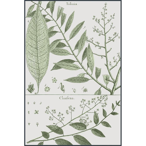 Antique Ferns Revival I Black Modern Wood Framed Art Print by Dedirot