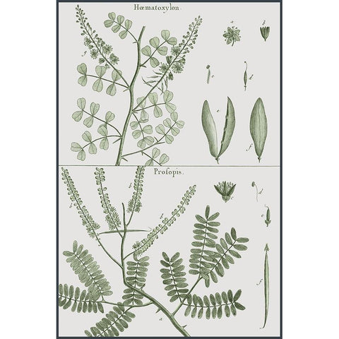 Antique Ferns Revival II Black Modern Wood Framed Art Print with Double Matting by Dedirot