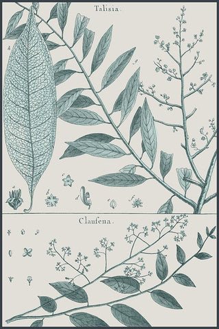 Antique Ferns Revival III White Modern Wood Framed Art Print with Double Matting by Dedirot