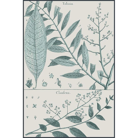 Antique Ferns Revival III Black Modern Wood Framed Art Print by Dedirot