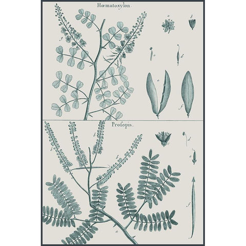 Antique Ferns Revival IV Black Modern Wood Framed Art Print with Double Matting by Dedirot