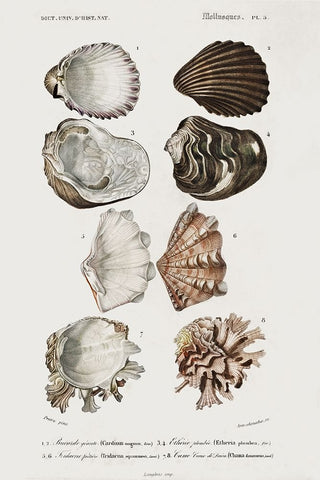 dOrbigny Shell Array I White Modern Wood Framed Art Print with Double Matting by DOrbigny, M. Charles