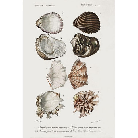 dOrbigny Shell Array I White Modern Wood Framed Art Print by DOrbigny, M. Charles