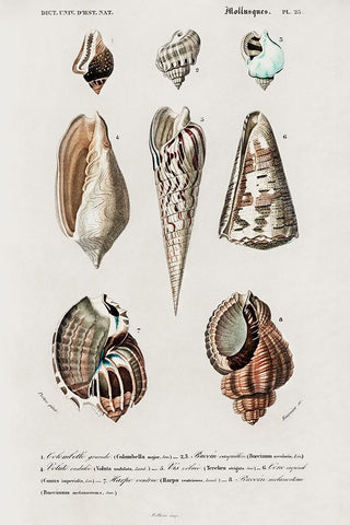 dOrbigny Shell Array II White Modern Wood Framed Art Print with Double Matting by DOrbigny, M. Charles