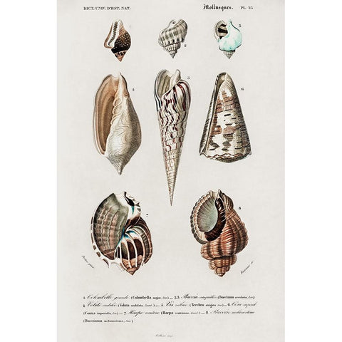 dOrbigny Shell Array II Black Modern Wood Framed Art Print by DOrbigny, M. Charles