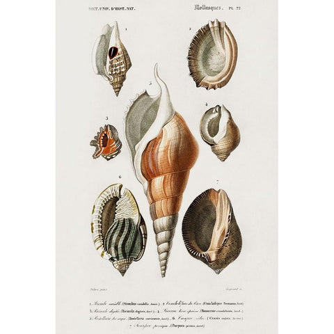 dOrbigny Shell Array III Black Modern Wood Framed Art Print by DOrbigny, M. Charles