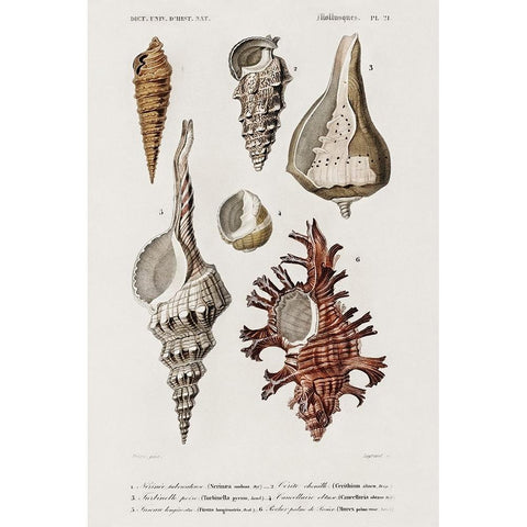 dOrbigny Shell Array IV Gold Ornate Wood Framed Art Print with Double Matting by DOrbigny, M. Charles