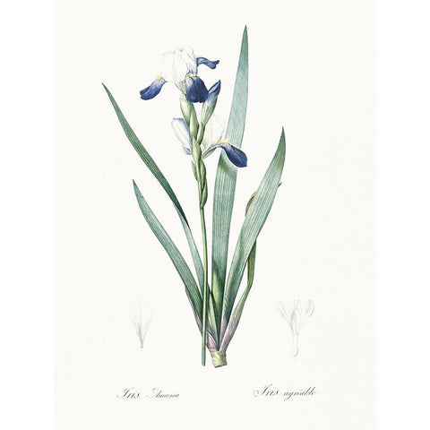 Delicate Iris II Gold Ornate Wood Framed Art Print with Double Matting by Redoute, Pierre