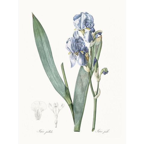 Delicate Iris III Black Modern Wood Framed Art Print by Redoute, Pierre