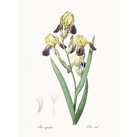 Delicate Iris IV Gold Ornate Wood Framed Art Print with Double Matting by Redoute, Pierre