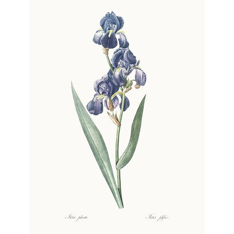 Delicate Iris V Gold Ornate Wood Framed Art Print with Double Matting by Redoute, Pierre