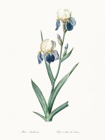 Delicate Iris VI Black Ornate Wood Framed Art Print with Double Matting by Redoute, Pierre