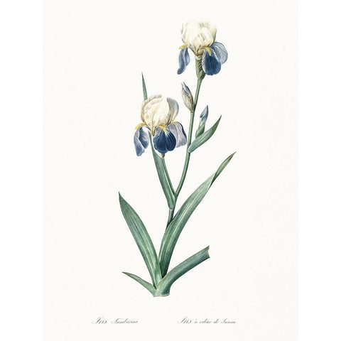 Delicate Iris VI Gold Ornate Wood Framed Art Print with Double Matting by Redoute, Pierre