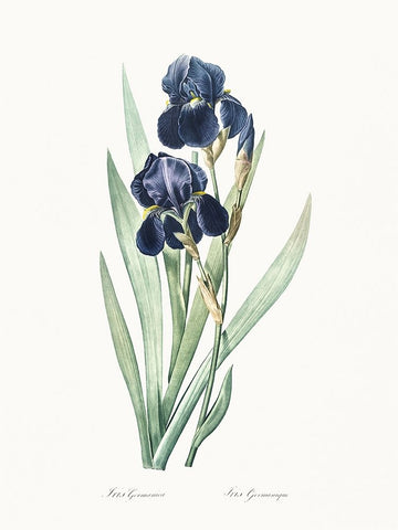Delicate Iris VIII Black Ornate Wood Framed Art Print with Double Matting by Redoute, Pierre