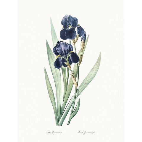 Delicate Iris VIII Black Modern Wood Framed Art Print by Redoute, Pierre