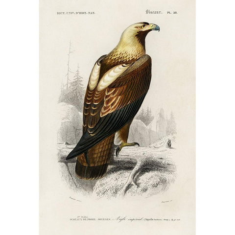 dOrbigny Raptor I White Modern Wood Framed Art Print by DOrbigny, M. Charles