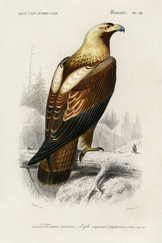 dOrbigny Raptor I White Modern Wood Framed Art Print with Double Matting by DOrbigny, M. Charles