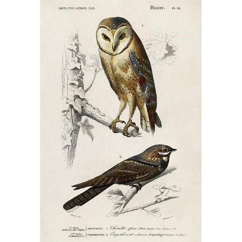 dOrbigny Raptor III White Modern Wood Framed Art Print by DOrbigny, M. Charles