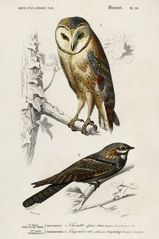 dOrbigny Raptor III Black Ornate Wood Framed Art Print with Double Matting by DOrbigny, M. Charles