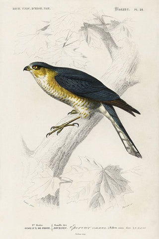 dOrbigny Raptor IV Black Ornate Wood Framed Art Print with Double Matting by DOrbigny, M. Charles