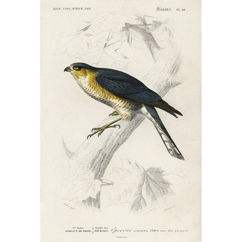 dOrbigny Raptor IV Black Modern Wood Framed Art Print by DOrbigny, M. Charles