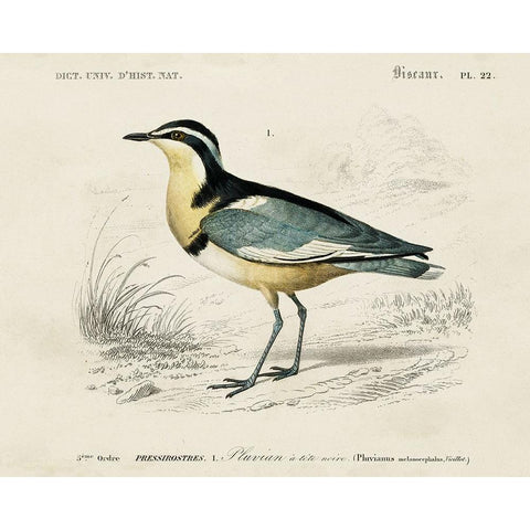 dOrbigny Seabird I Black Modern Wood Framed Art Print with Double Matting by DOrbigny, M. Charles