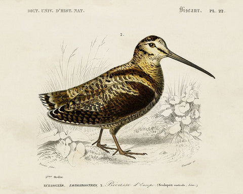 dOrbigny Seabird II White Modern Wood Framed Art Print with Double Matting by DOrbigny, M. Charles