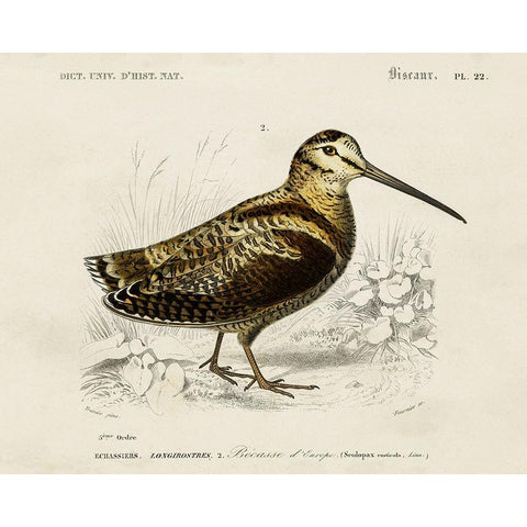 dOrbigny Seabird II White Modern Wood Framed Art Print by DOrbigny, M. Charles