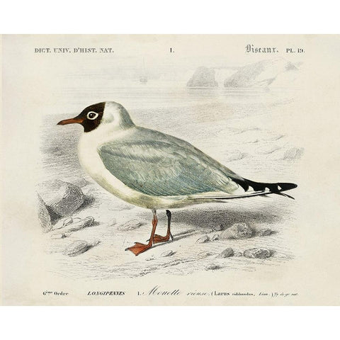 dOrbigny Seabird III Black Modern Wood Framed Art Print by DOrbigny, M. Charles