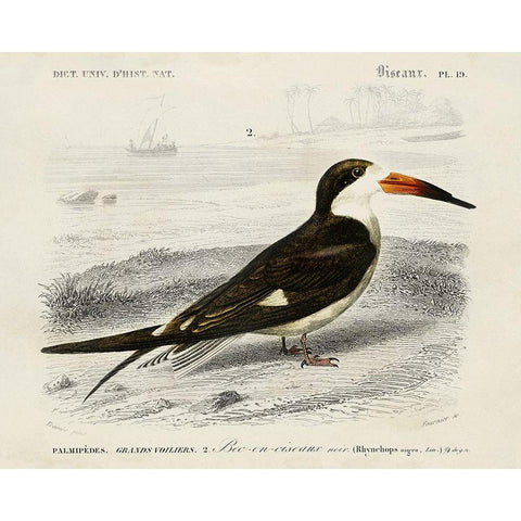 dOrbigny Seabird IV Black Modern Wood Framed Art Print with Double Matting by DOrbigny, M. Charles