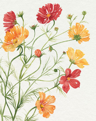 Warm Cosmos II Black Ornate Wood Framed Art Print with Double Matting by Popp, Grace