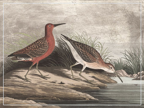 Gilded Sandpipers II Black Ornate Wood Framed Art Print with Double Matting by Audubon, John James