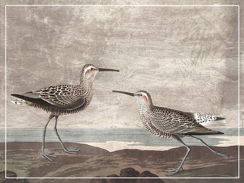 Gilded Sandpipers III White Modern Wood Framed Art Print with Double Matting by Audubon, John James